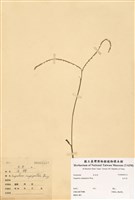 藏品(兩耳草)的圖片
